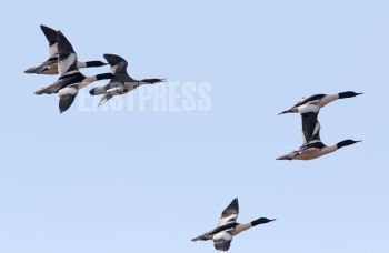 EA236811, Eastpress, Hamina, Finland